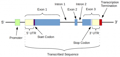 Gene-protein-coding-intron.png