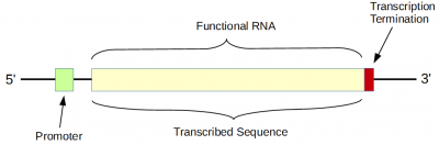 Gene-ncRNA.png